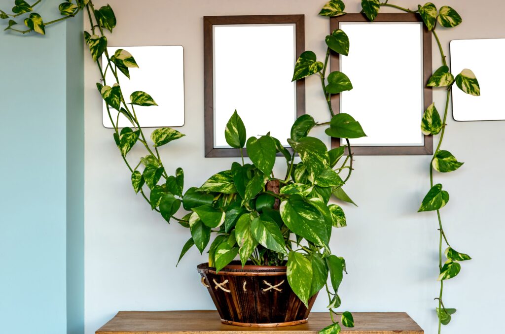 10 Plantas de interior que podem iluminar até os cantos mais escuros da sua  casa / Incrível