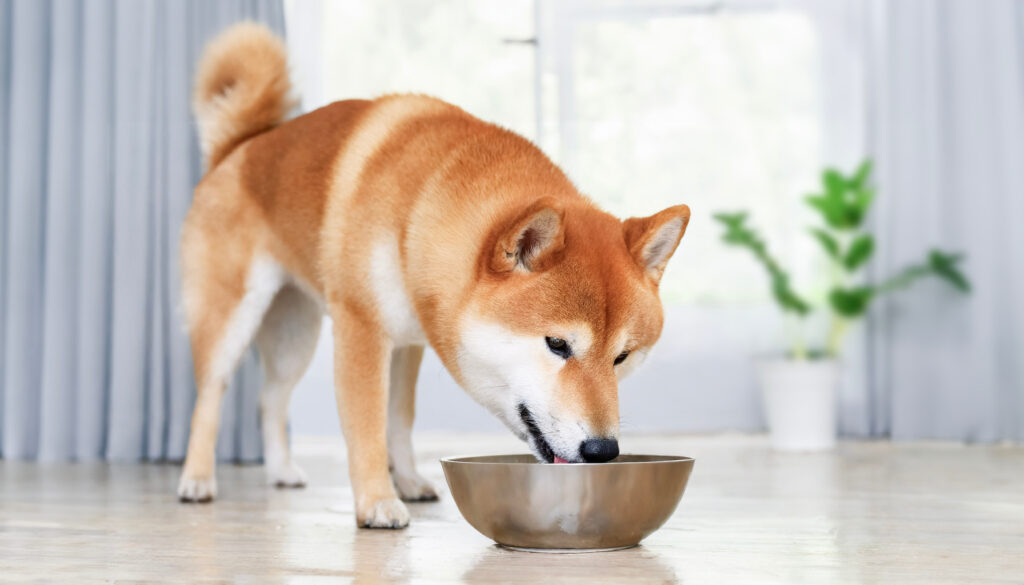 A standing Shiba dog deliciously drinking water from a bowl.
