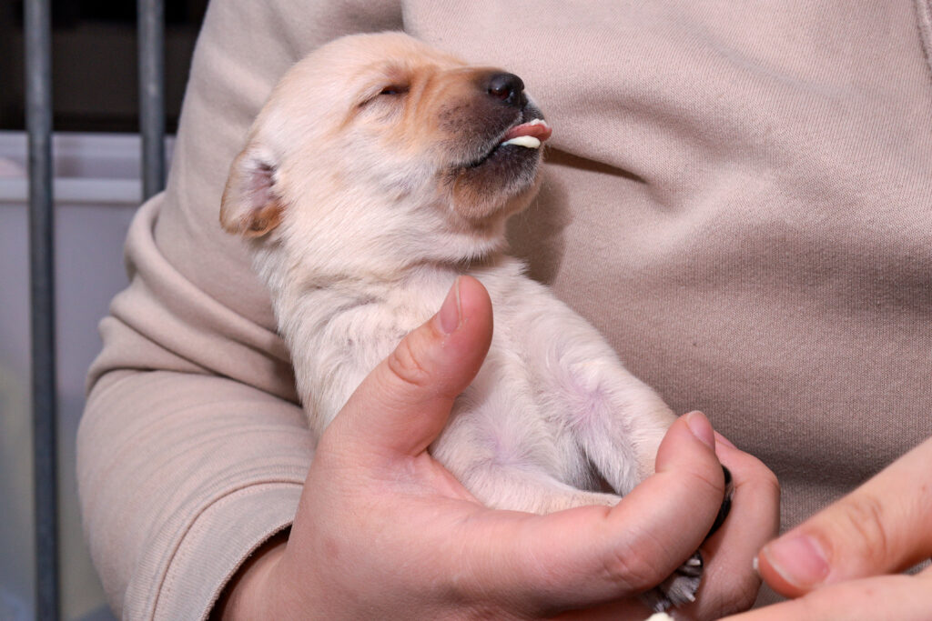 The blonde Labrador puppy has worming paste on its tongue.