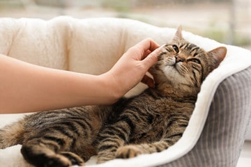 Woman petting cute tabby cat at home, closeup. Lovely pet