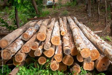 trozas de madera listas para entrar en proceso de corte y hacerlos maderables