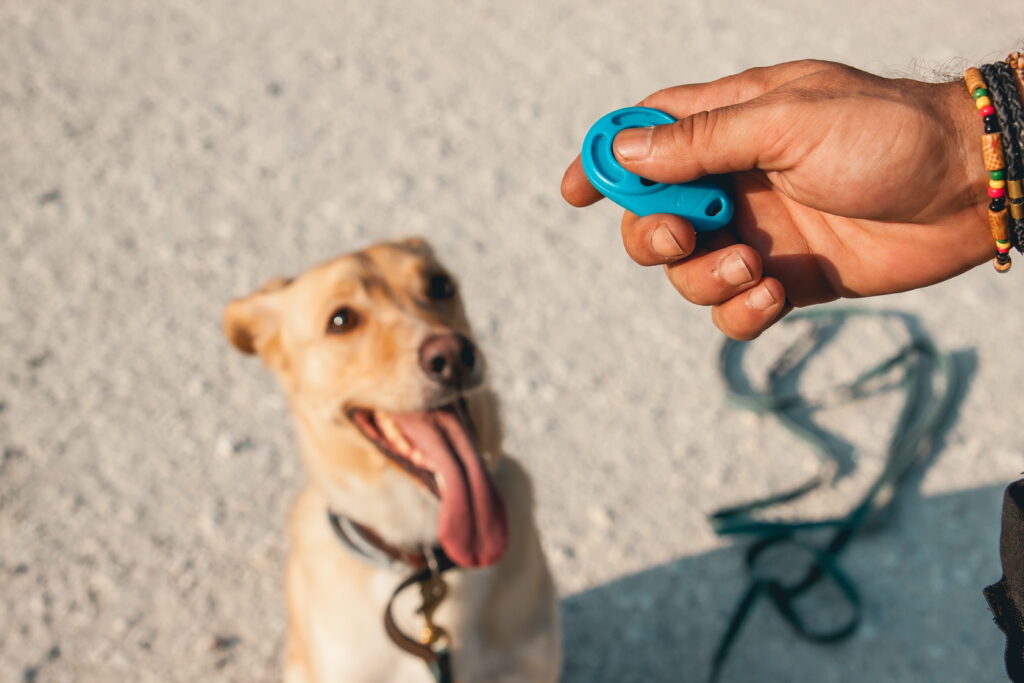 adestramento de cães