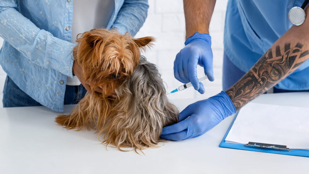 vacinação de pets