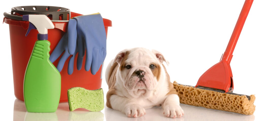 cachorro e produtos de limpeza
