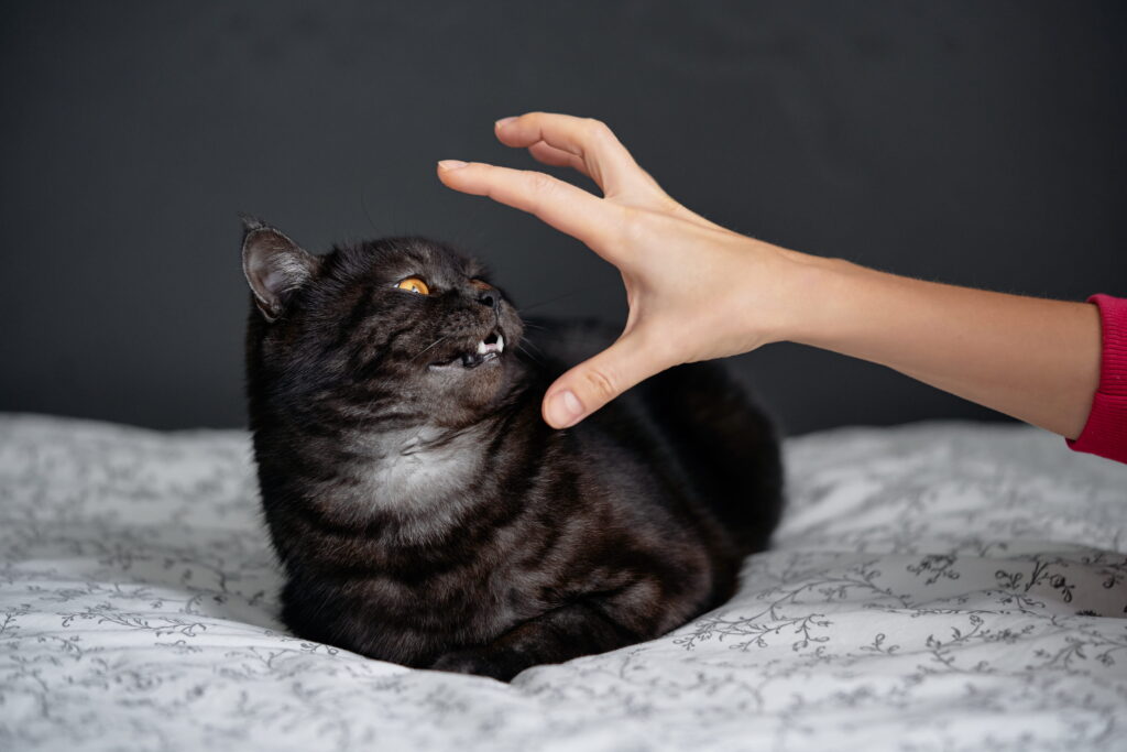 gato assustado