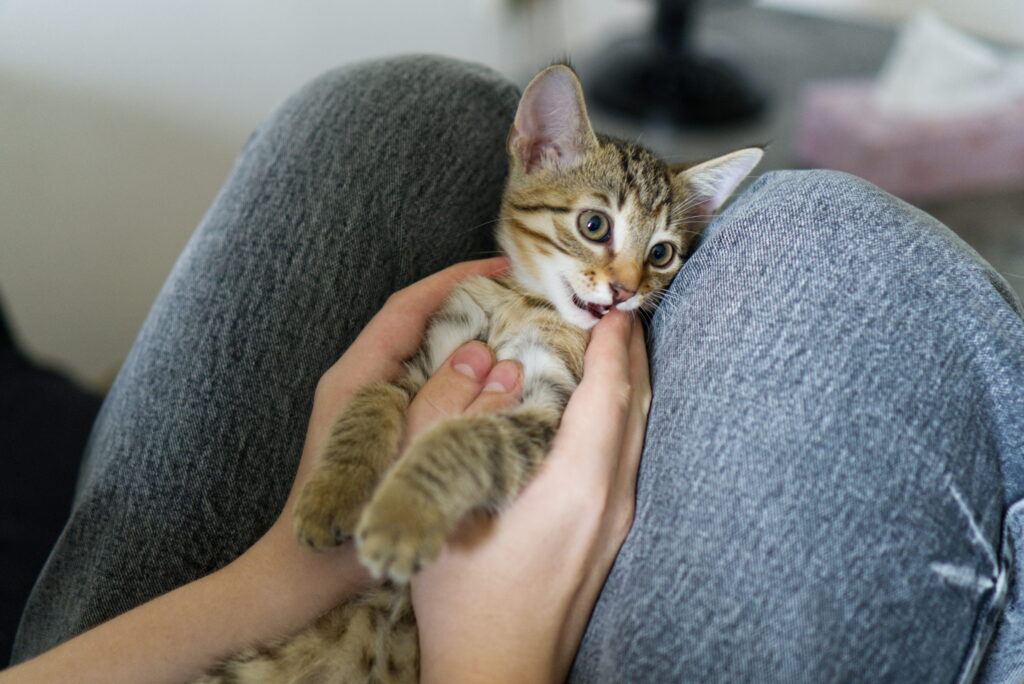 filhote de gato